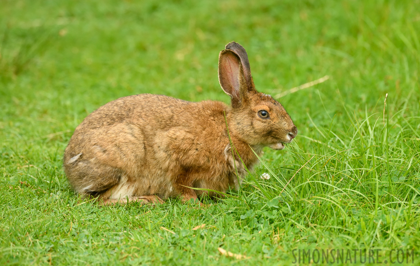 Lepus americanus struthopus [400 mm, 1/800 Sek. bei f / 7.1, ISO 1600]